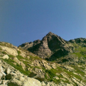Volia veza