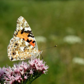 motyl