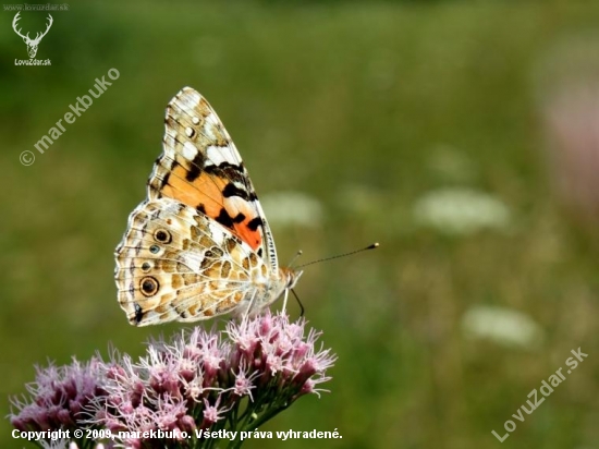 motyl