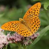 motyl
