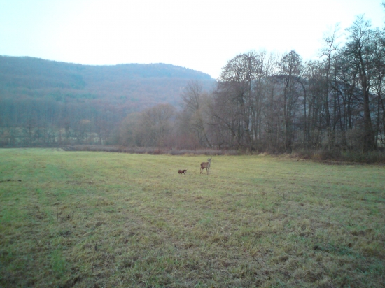 Stavanie Jelienčata