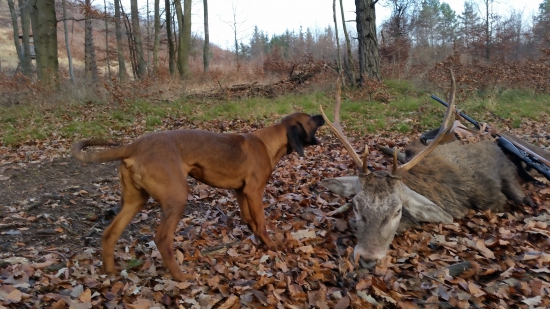 aspoň si zahlásim, Faro - 7mas.