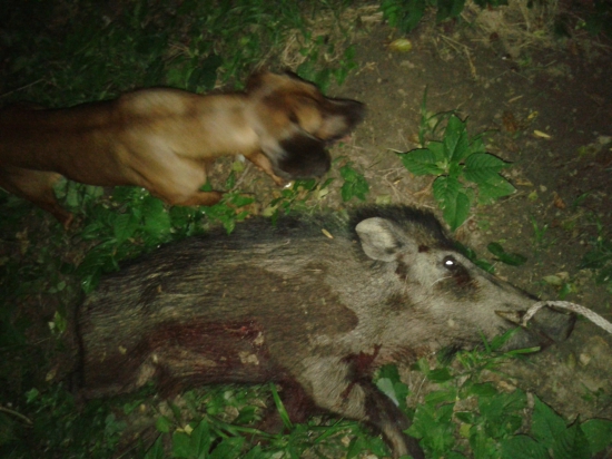 dohľadaný lanšťiak- 400m , 25min stavanie