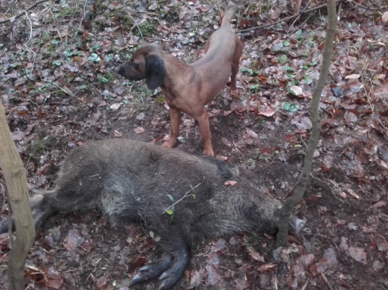 Farová ďalšia úspešná 16hod predná noha+kosť