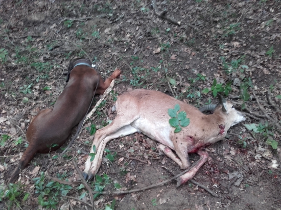 muflonča postrelené na lopatku