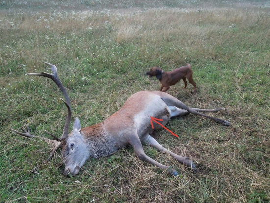 Tesne po dostrelení