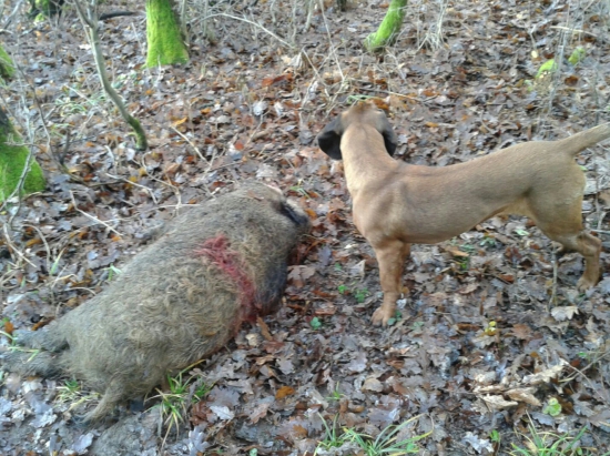 Po spoločnej poľovačke