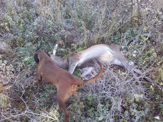 Dohľadané po inom psovi