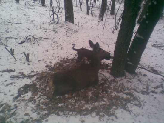 Úspešná IHF Ivena od Margarétky