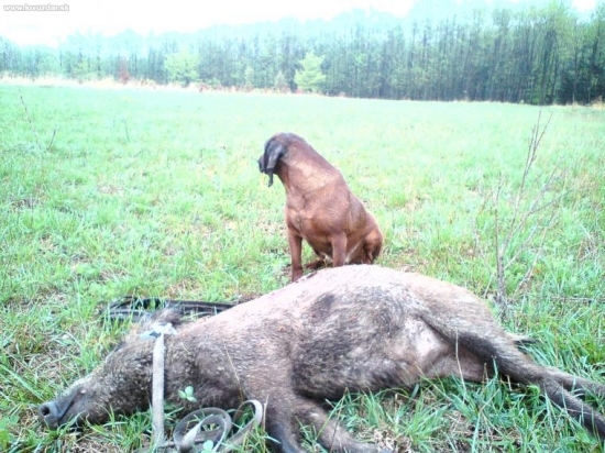 dohladany lanščiak