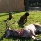 Strelba na krk-aj tie treba dohľadávať