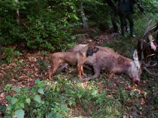 Ľahká strelba na krk-najťažšie dohladávky