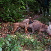 Ľahká strelba na krk-najťažšie dohladávky