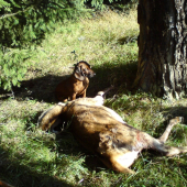 Dohladávka na Fatranskom pohári