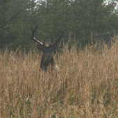 Ruja 2006 ku ID: 91138