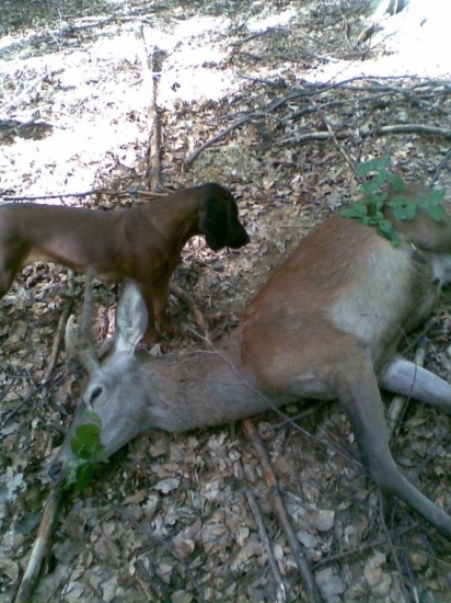 Uspešne dohľadany,postreleny nad penis
