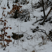 21.FEBRUARA