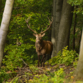 Nepravidelný 12Torák