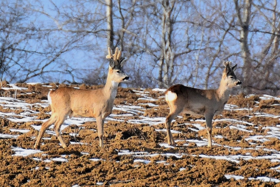 Srnčia