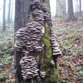 hliva ustricova