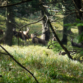 kamzičí rodinka z Jeseníků