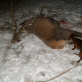 lednová úspěšná dohledávka