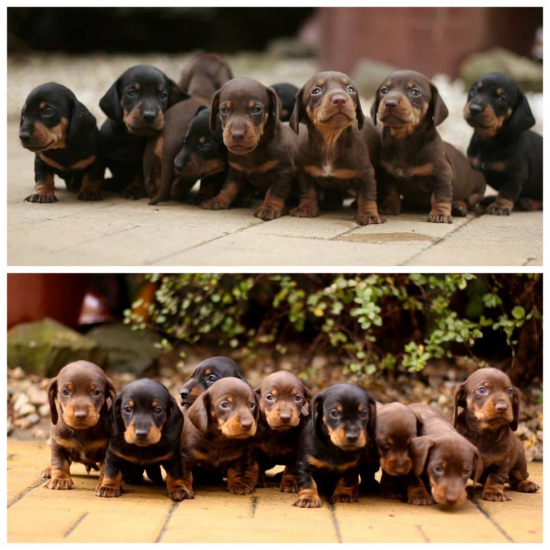 Malá velká devítka ďáblů