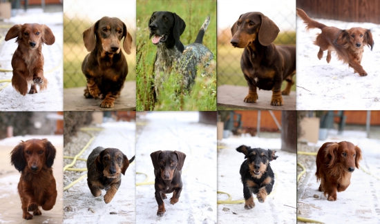 Naše lovecká smečka z Heneberk