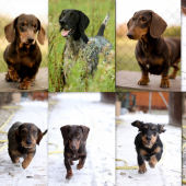 Naše lovecká smečka z Heneberk