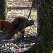 Malý pes s velkým srdcem