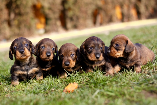 Nová generace z Heneberk :)