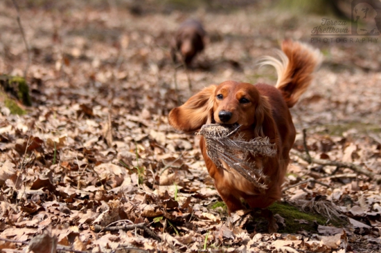 Někdo sbírá na velikonoce vajíčka (myšleno sladkosti), někdo zdechlinky.