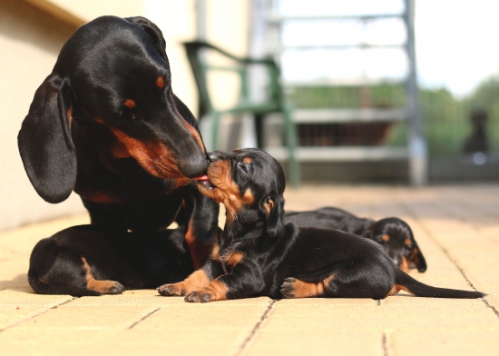 Láska ve psím světě