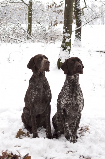 Lord Brok a Gróf Tiago