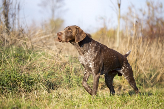 Lord Brok z Budmeríc