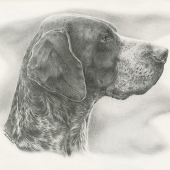 Lord Brok z Budmeríc kresba