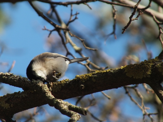 Sýkorka leskohlavá/ Parus palustris