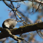Sýkorka leskohlavá/ Parus palustris