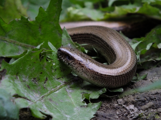 slepúšik pod nohámi