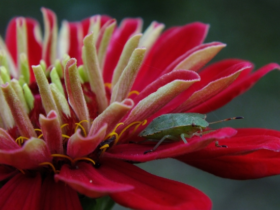 Tajomstvo v kráse.....