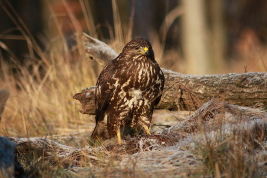 Myšiak Hôrny/Buteo buteo