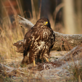 Myšiak Hôrny/Buteo buteo