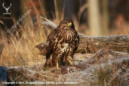 Myšiak Hôrny/Buteo buteo