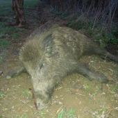 môj diviačik