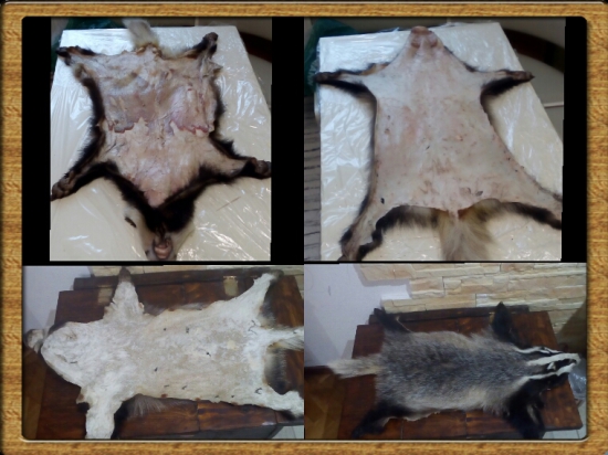 Prvý vypracovaný jazvec