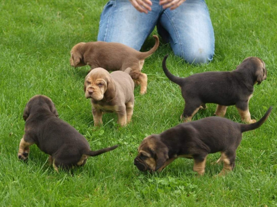 Bloodhound steniatka