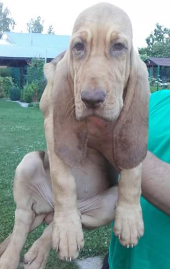 Bloodhound steniatka - posledná voľná fenka
