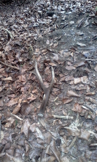 Para k prvemu osmačiku