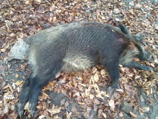 Diviak lesný