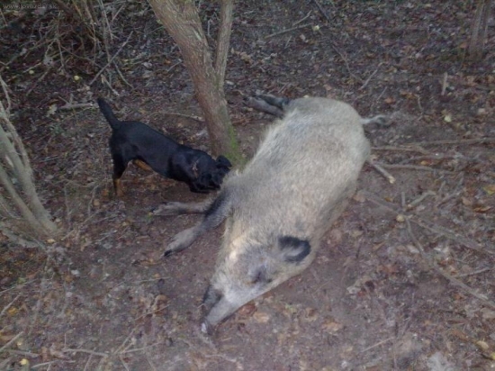 úspešná dohľadávka